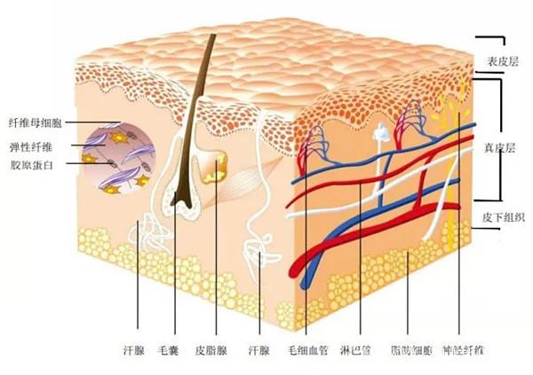 锐之优：湿疣为什么总是复发？ 第1张